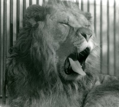 Lejonhanen, Abdullah, gäspar i sin inhägnad på London Zoo 1925 av Frederick William Bond