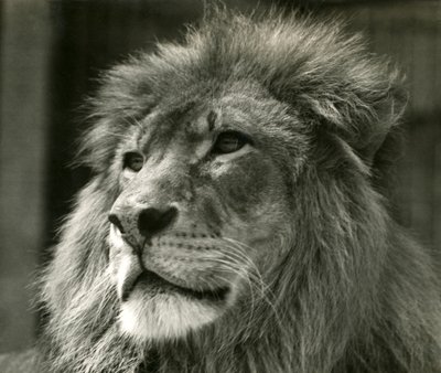 Lejonhanen Kuja på London Zoo i augusti 1924 av Frederick William Bond