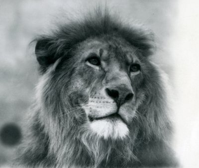 Lejonhanen Kuja på London Zoo i januari 1925 av Frederick William Bond
