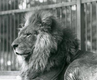 Lejonhanen Toto liggande i sitt inhägnad på London Zoo i september 1927 av Frederick William Bond