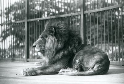 Lejonhanen Toto liggande i sitt inhägnad på London Zoo i september 1927 av Frederick William Bond