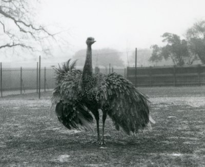Manlig samtalsvisning vid en Greater Rhea, London Zoo av Frederick William Bond