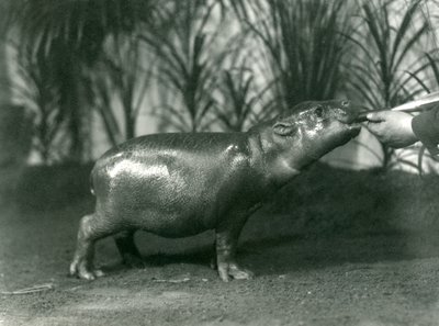 Percy, en ung pygméflodhäst som handmatas på London Zoo, november 1923 (bw-foto) av Frederick William Bond