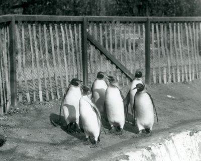 Sex kungpingviner går bredvid sin pool på London Zoo 1927 av Frederick William Bond