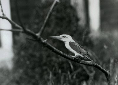 Storknäbbkungsfiskare vilar på en gren, denna underart är från Sulu Archipelago i Filippinerna, London Zoo av Frederick William Bond