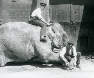 Sundermalah får sin främre fot trimmad av en målvakt, med en fil, medan en annan sitter på hennes rygg, London Zoo, augusti 1926 av Frederick William Bond