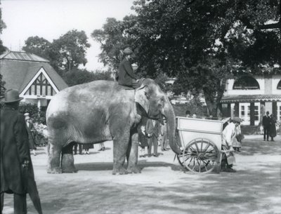 Syed Ali rider på Indianani bakom en kärra, London Zoo, oktober 1925 av Frederick William Bond