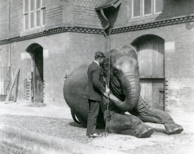 Syed Ali tränar Indiarani framför elefanthuset, London Zoo, augusti 1923 (svart foto). av Frederick William Bond