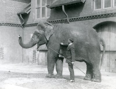 Syed Ali tränar Indiarani framför elefanthuset, London Zoo, augusti 1923 (svart foto). av Frederick William Bond