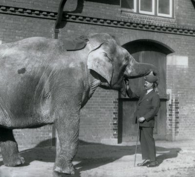 Syed Ali tränar indiarani framför Elephant House, London Zoo, oktober 1925 av Frederick William Bond