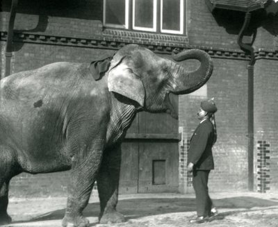 Syed Ali tränar indiarani framför Elephant House, London Zoo, oktober 1925 av Frederick William Bond