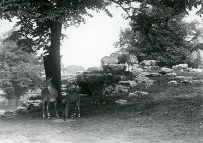 ElandAntelope Paddock på London Zoo 1924 av Frederick William Bond