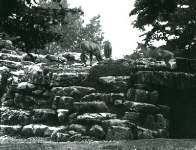 ElandAntelope Paddock på London Zoo i juni 1924 av Frederick William Bond