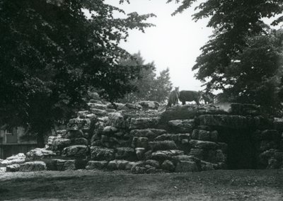 ElandAntelope Paddock på London Zoo i juni 1924 av Frederick William Bond