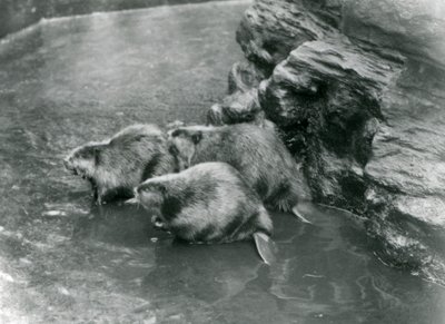 Tre bävrar i deras pool på London Zoo, 1920-talet av Frederick William Bond