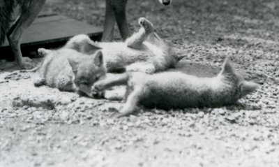 Tre Coyote-valpar som rullar på marken, vid sin mammas fötter, London Zoo av Frederick William Bond