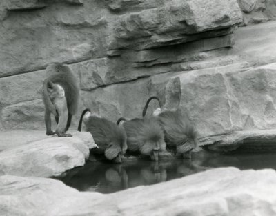 Tre heliga babianer dricker från en pool i deras steniga inhägnad medan en fjärde går bort, London Zoo, juni 1925 av Frederick William Bond