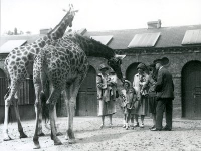 Tre damer med tre små barn besöker giraffen i deras hage utanför Giraffe House, London Zoo, juli 1926 av Frederick William Bond