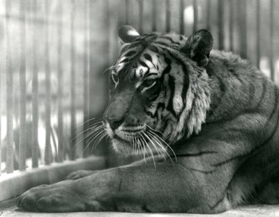 Tiger Sam på London Zoo, 1925 av Frederick William Bond