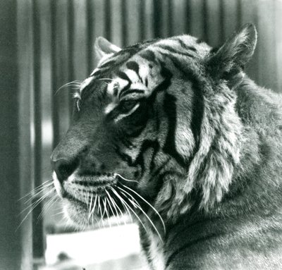 Tiger Sam på London Zoo 1925 av Frederick William Bond