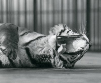 Tigress "Sally" gäspar när hon ligger på golvet i sin inhägnad, London Zoo. av Frederick William Bond