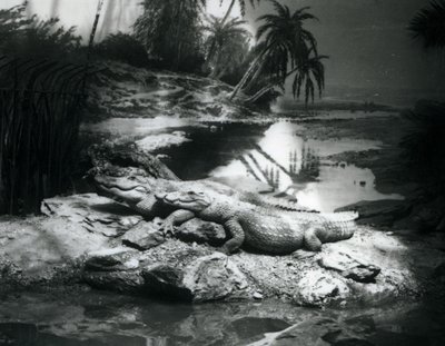 Två alligatorer, i panoramamiljö, på London Zoo i juni 1927 av Frederick William Bond