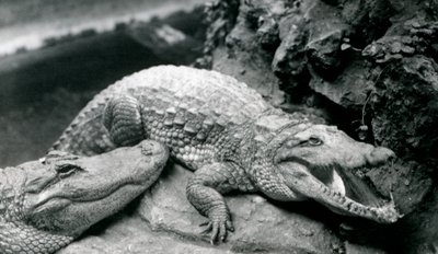 Två amerikanska alligatorer på London Zoo, juli 1914 av Frederick William Bond