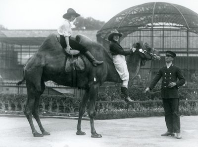 Två Cowgirls poserar på en baktrisk kamel, som hålls av dess djurhållare, under ett besök på London Zoo 1924 av Frederick William Bond