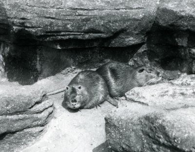 Två Coypu vilar bland stenar i deras inhägnad vid London Zoo, april 1925 av Frederick William Bond