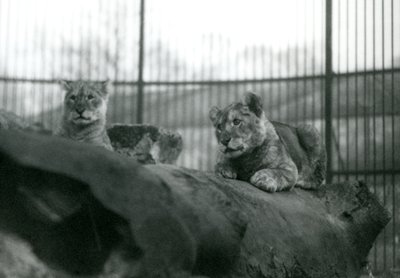 Två lejonungar, som hade fötts i menageriet, i deras inhägnad på London Zoo, april 1924 av Frederick William Bond