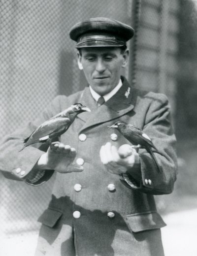 Två Myna-fåglar i händerna på målvakten Thomas Raggett, London Zoo, juni 1924 av Frederick William Bond