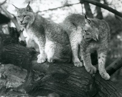 Två Northern Lynx, en sittande och en stående, på en gren, London Zoo, oktober 1925 av Frederick William Bond