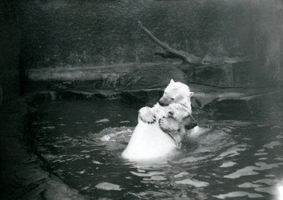 Två isbjörnar, inklusive en ung, kramas och leker i en pool på London Zoo, juni 1922 av Frederick William Bond