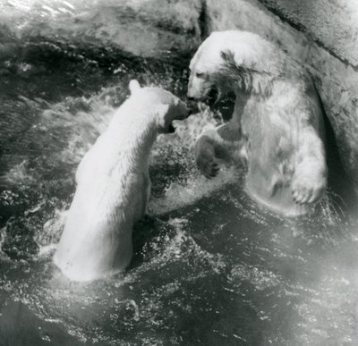 Två isbjörnar leker i sin pool. London Zoo 1926 av Frederick William Bond