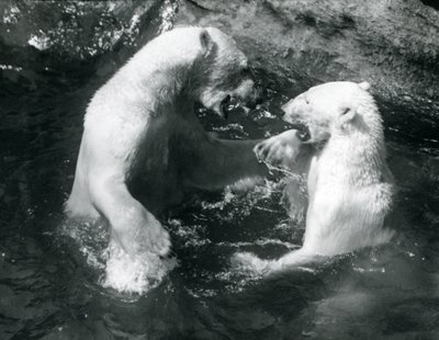 Två isbjörnar leker i sin pool på London Zoo 1926 av Frederick William Bond