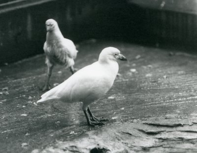 Två snöiga sheathbills som står och går på marken på London Zoo, augusti 1927 av Frederick William Bond