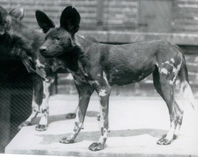 Två somaliska vilda hundar på London Zoo, juli 1925 av Frederick William Bond