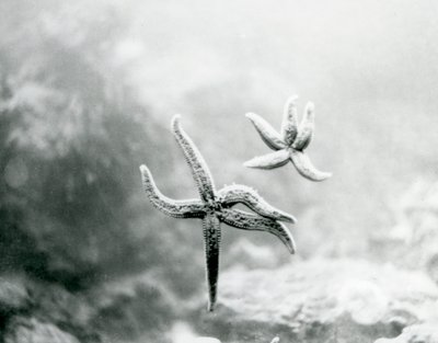 Två sjöstjärnor, på akvarieglaset, som visar sina undersidor på London Zoo i mars 1925 av Frederick William Bond