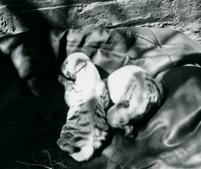 Två randiga Hyaena-ungar på London Zoo, ca 1914 av Frederick William Bond