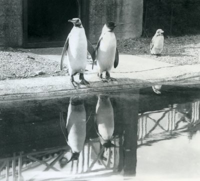 Två vuxna kungpingviner som står vid sin pool med sina reflektioner i vattnet, London Zoo av Frederick William Bond