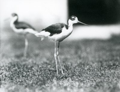Två svarthalsade styltor som står på gräs, London Zoo, juli 1925 av Frederick William Bond