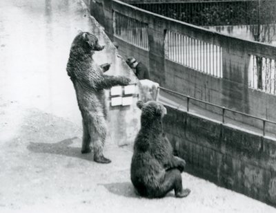 Två brunbjörnar, en stående på bakbenen och en sittande, tittar ner från Mappin Terraces, London Zoo, juli 1925 av Frederick William Bond