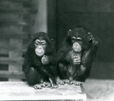Två unga schimpanser som sitter på en trälåda, London Zoo av Frederick William Bond