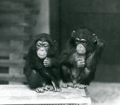 Två unga schimpanser sitter på en trälåda, London Zoo, 1924 av Frederick William Bond