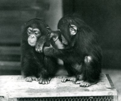 Två unga schimpanser sitter på en trälåda, London Zoo, 1924 av Frederick William Bond