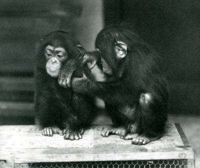 Två unga schimpanser som sitter på en trälåda. Den ena sitter still medan den andra putsar sin päls, London Zoo av Frederick William Bond