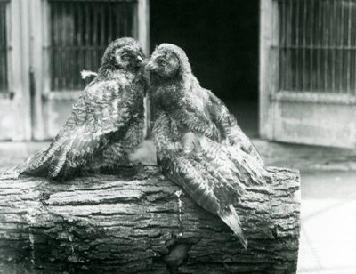 Två unga gråugglor, även känd som lappugglan, vända mot varandra sittande på en stock, London Zoo, augusti 1926 (s/v foto) av Frederick William Bond