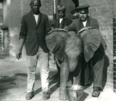 Unga afrikanska elefanten Kiberenge, som dricker ur en hink, med tränarna Darish och Syed Ali, och Keeper H. Robertson 1923 av Frederick William Bond