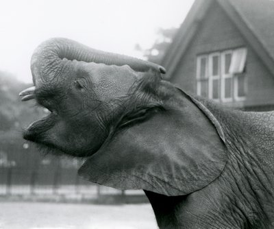 Ung afrikansk elefant Kiberenge höjer sin snabel och ropar, London Zoo, augusti 1925 av Frederick William Bond