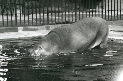 Den unga flodhästen Bobbie går in i sin pool på London Zoo i augusti 1927 av Frederick William Bond